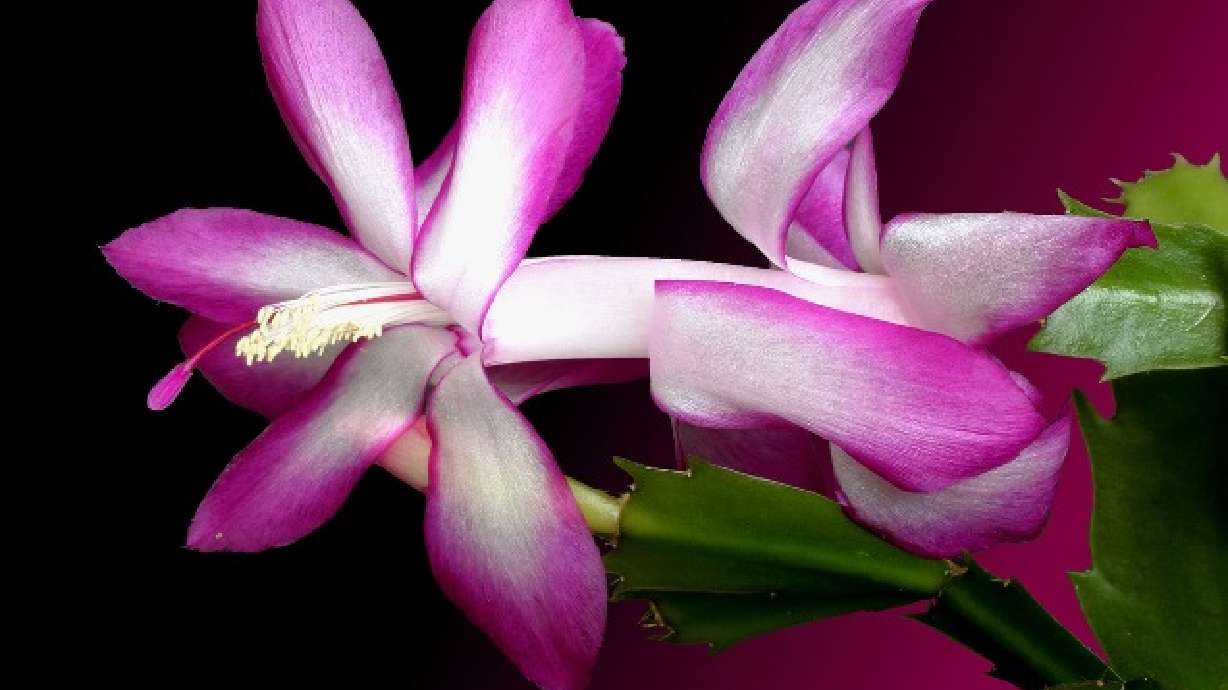 Holiday Cactus