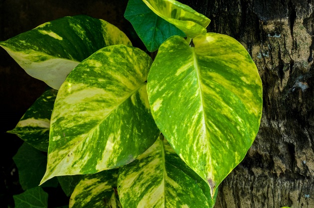 Pothos: Houseplants Made Easy