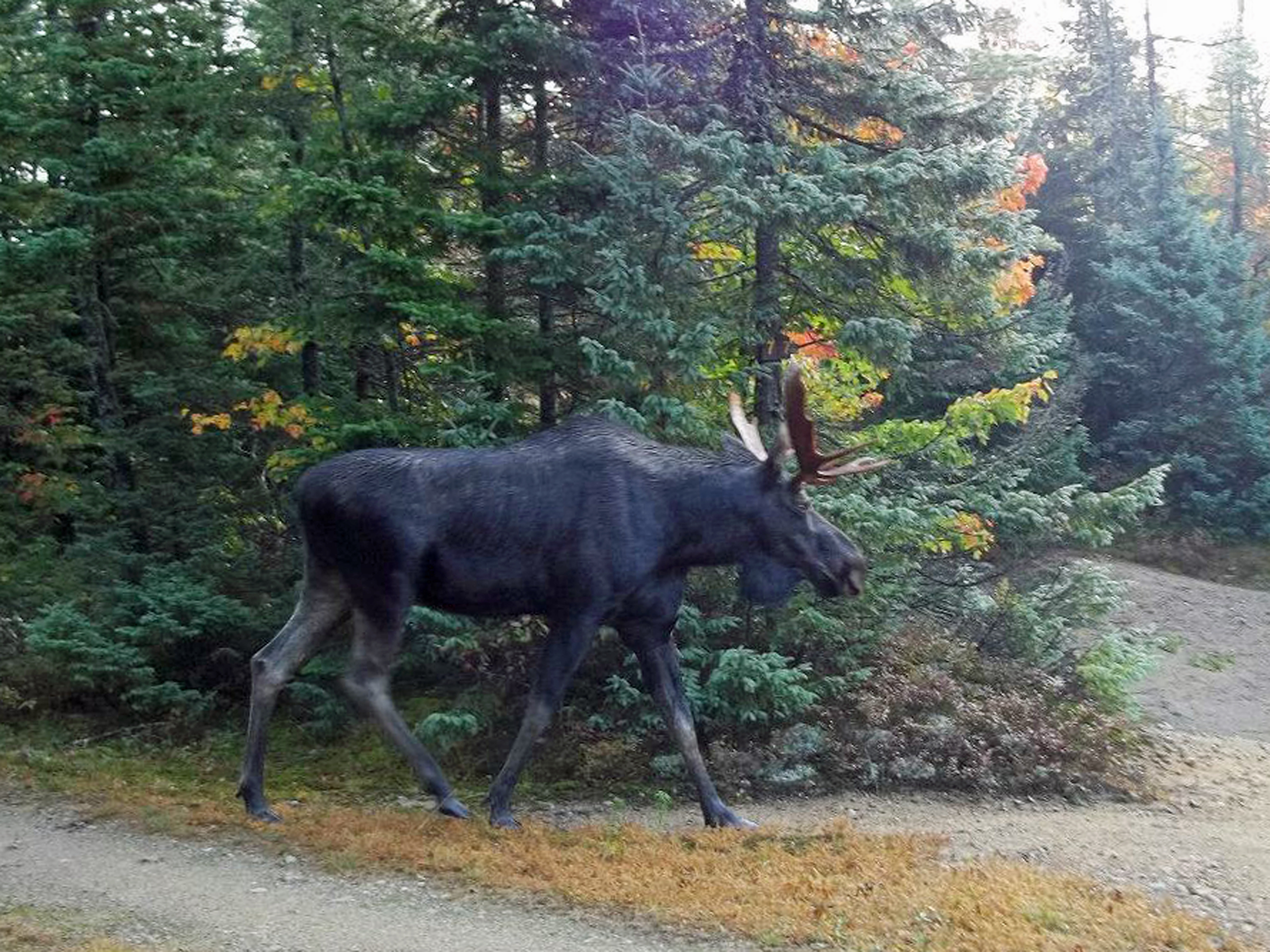 Researchers assess Adirondack moose after die-offs