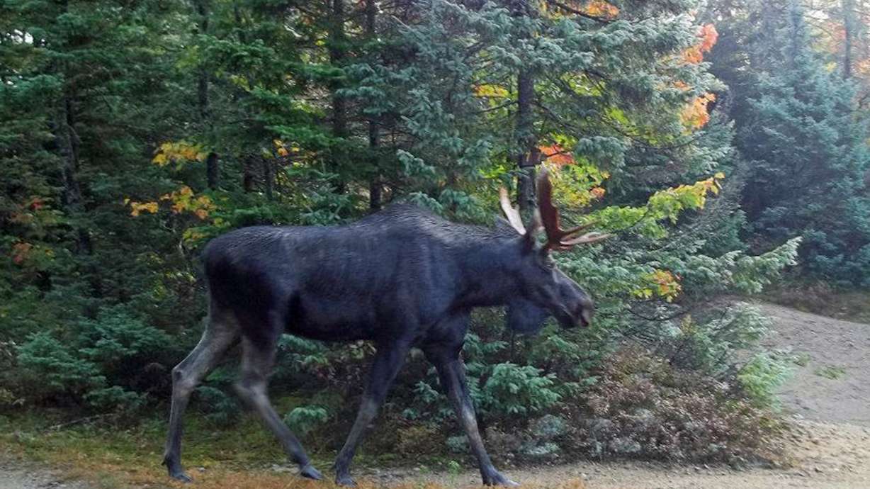 Researchers assess Adirondack moose after die-offs
