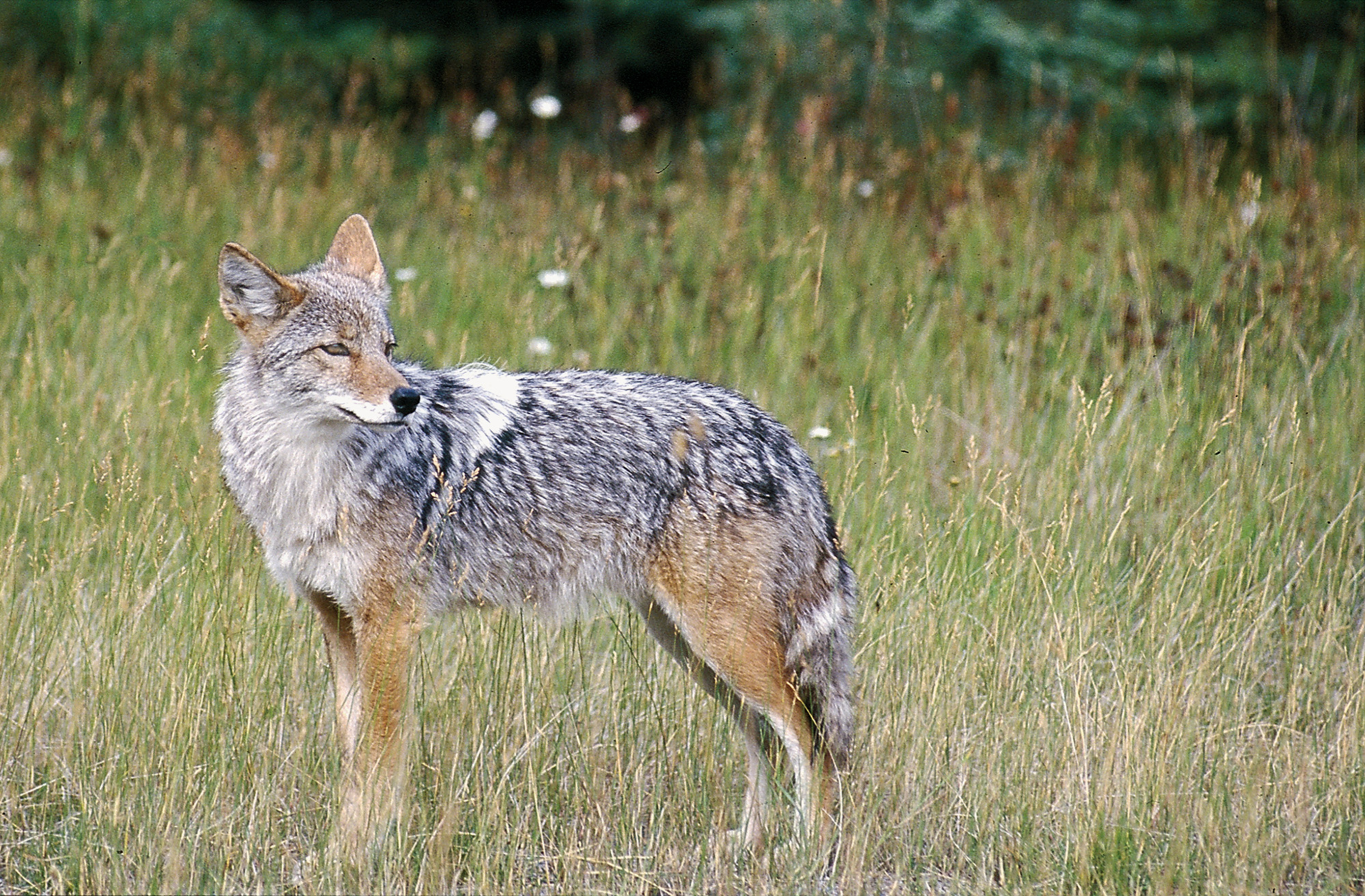 California bans coyote hunts that offer prizes