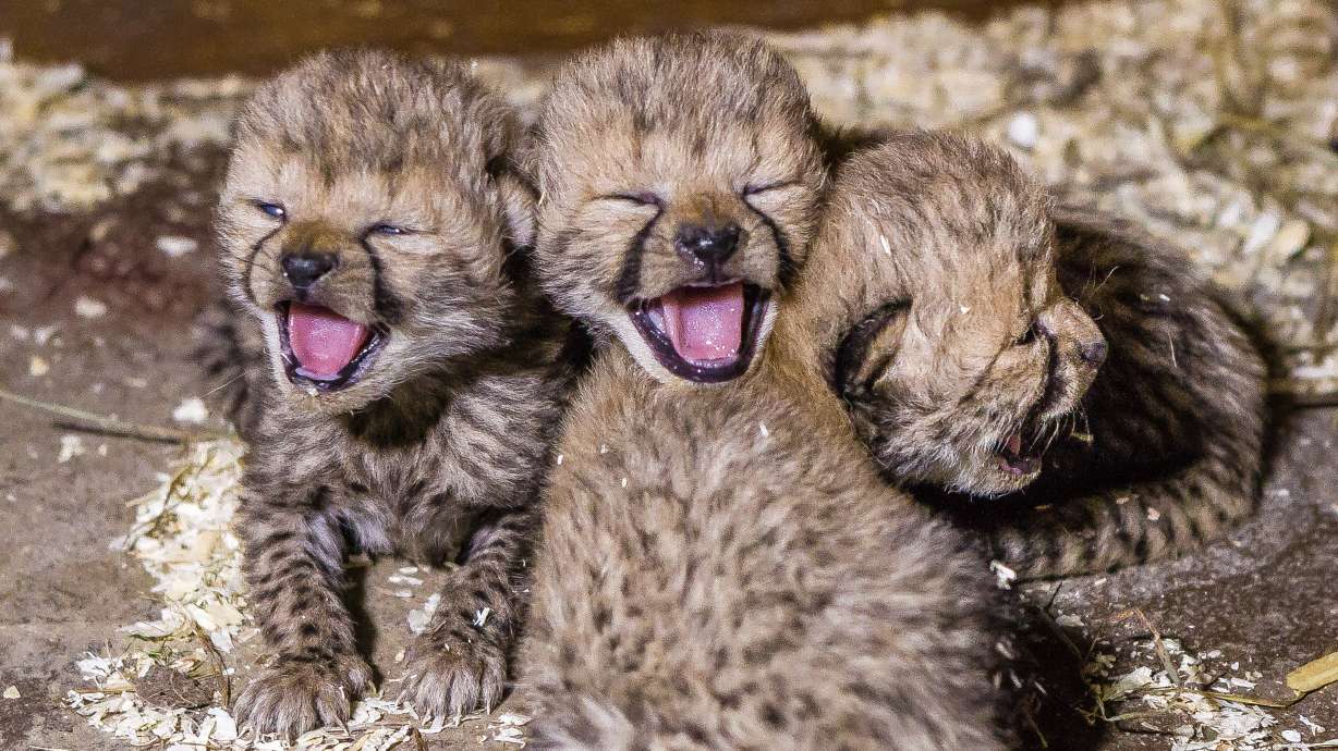 Cheetah cubs born in Prague zoo