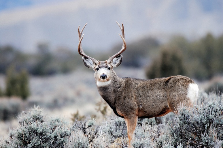 A mule deer is caught on photo. The species is one of several included in a list of permits the Northwestern Band of the Shoshone Nation will distribute among tribal members.