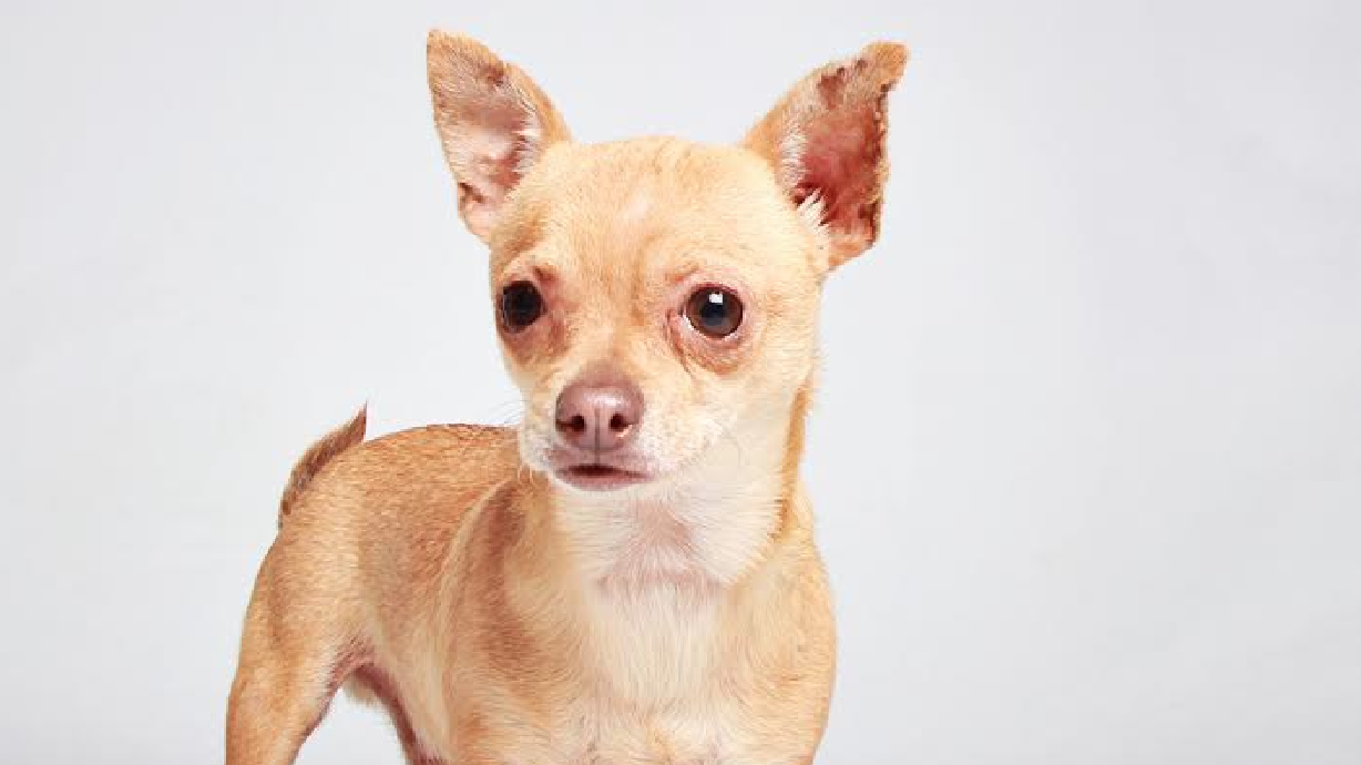 Humane Society of Utah places 9,000 cats, dogs