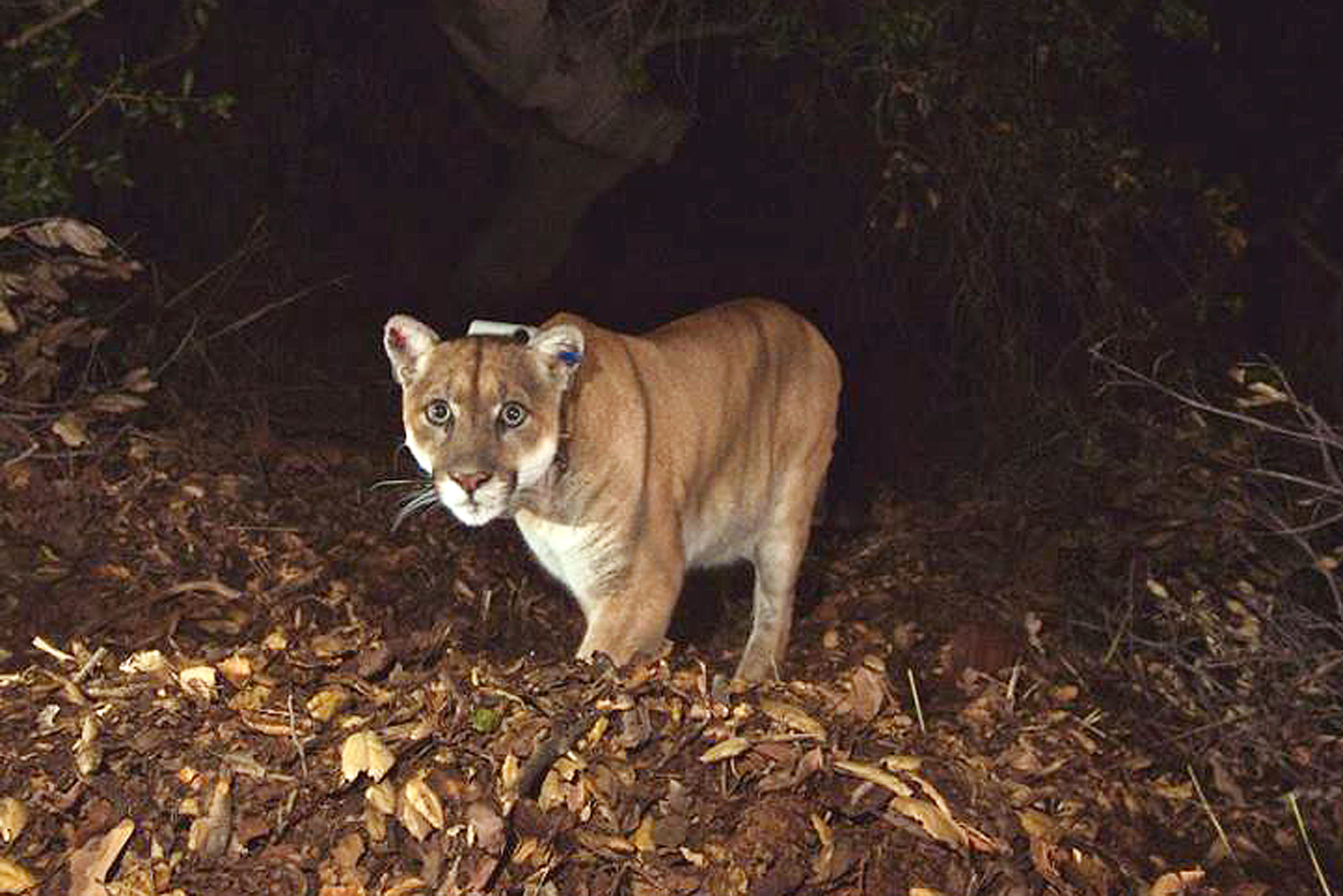 Poisoned Los Angeles mountain lion recovers