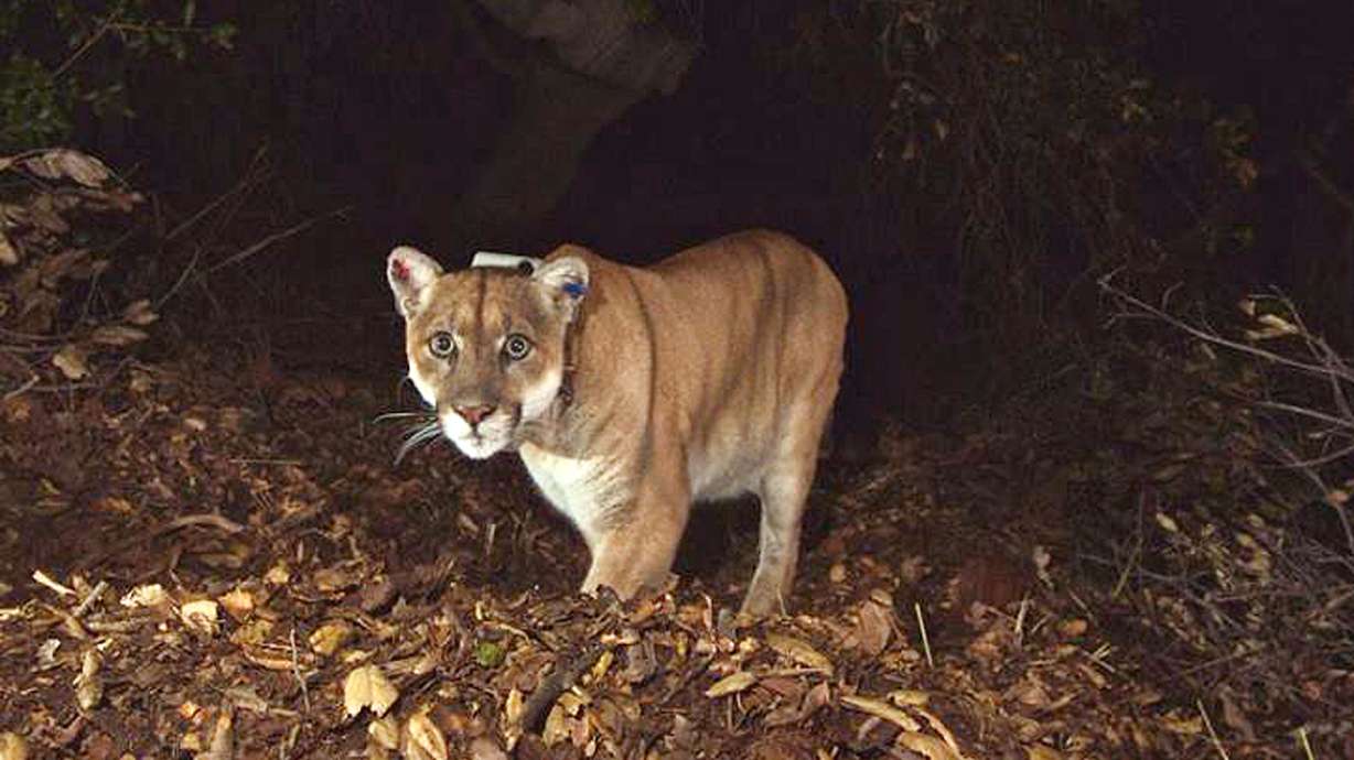 Poisoned Los Angeles mountain lion recovers