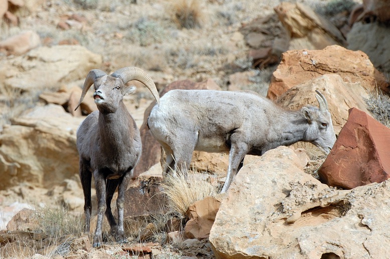 Photos: Bighorn sheep around Utah