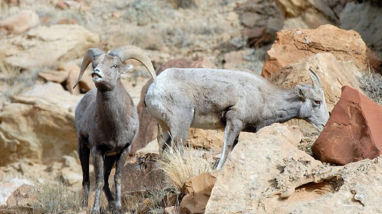 Photos: Bighorn sheep around Utah