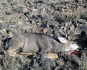 2 buck deer poached during Thanksgiving weekend