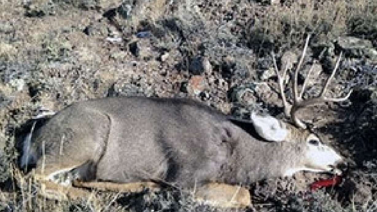 2 buck deer poached during Thanksgiving weekend