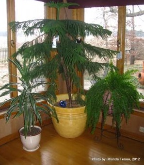 Norfolk Island Pine