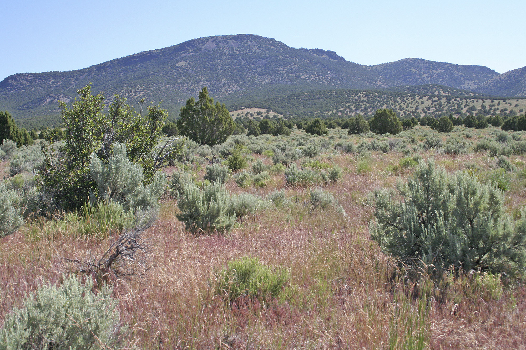 Possible hope in Western battle against cheatgrass