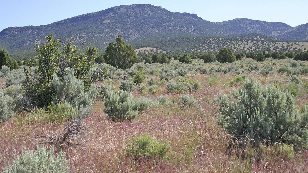 Possible hope in Western battle against cheatgrass