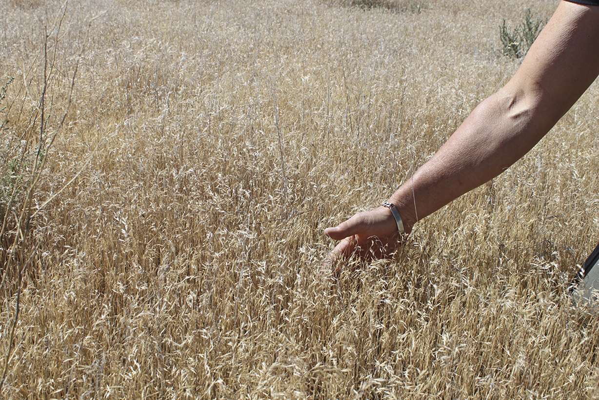 In this 2013 photo provided by the U.S. Bureau of Land Management, one of BLM's botanists points out the growing pattern of invasive cheatgrass in southwest Idaho. The plant, which was accidentally imported from Russia over 100 years ago, easily establishes after wildfires and crowds out native vegetation. Now, some 65 years after famed naturalist Aldo Leopold summed up the general consensus in the battle against cheatgrass as hopeless, there might be some hope. (AP Photo/U.S. Bureau of Land Management)
