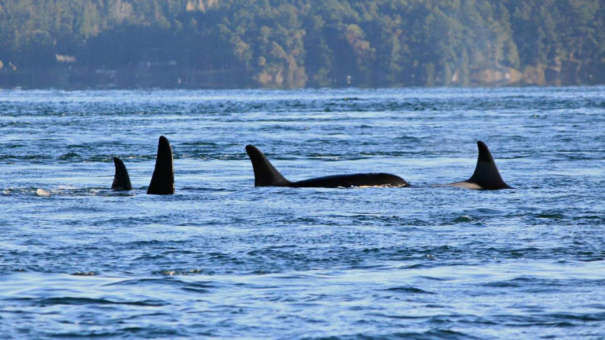 Dead orca was pregnant with full-term fetus