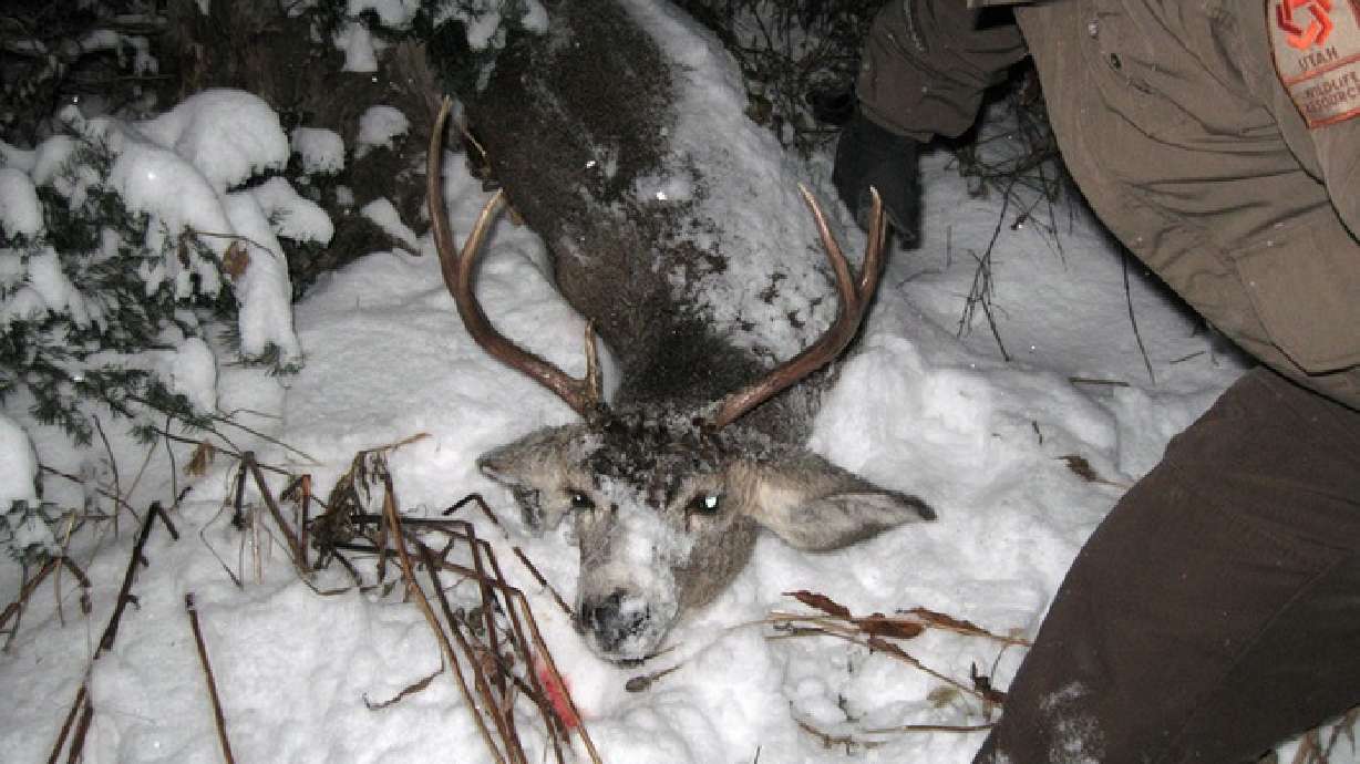 DWR begins winter patrols to ward off poachers