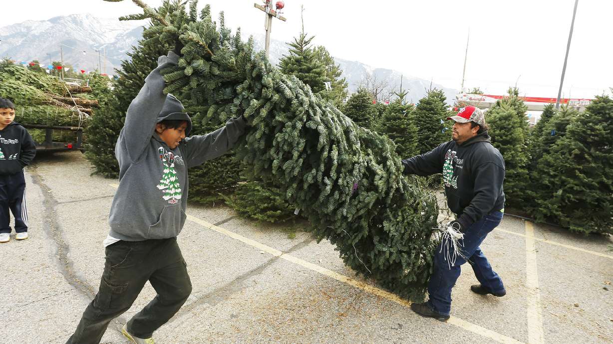 Many still opt for live Christmas trees due to scent, tradition