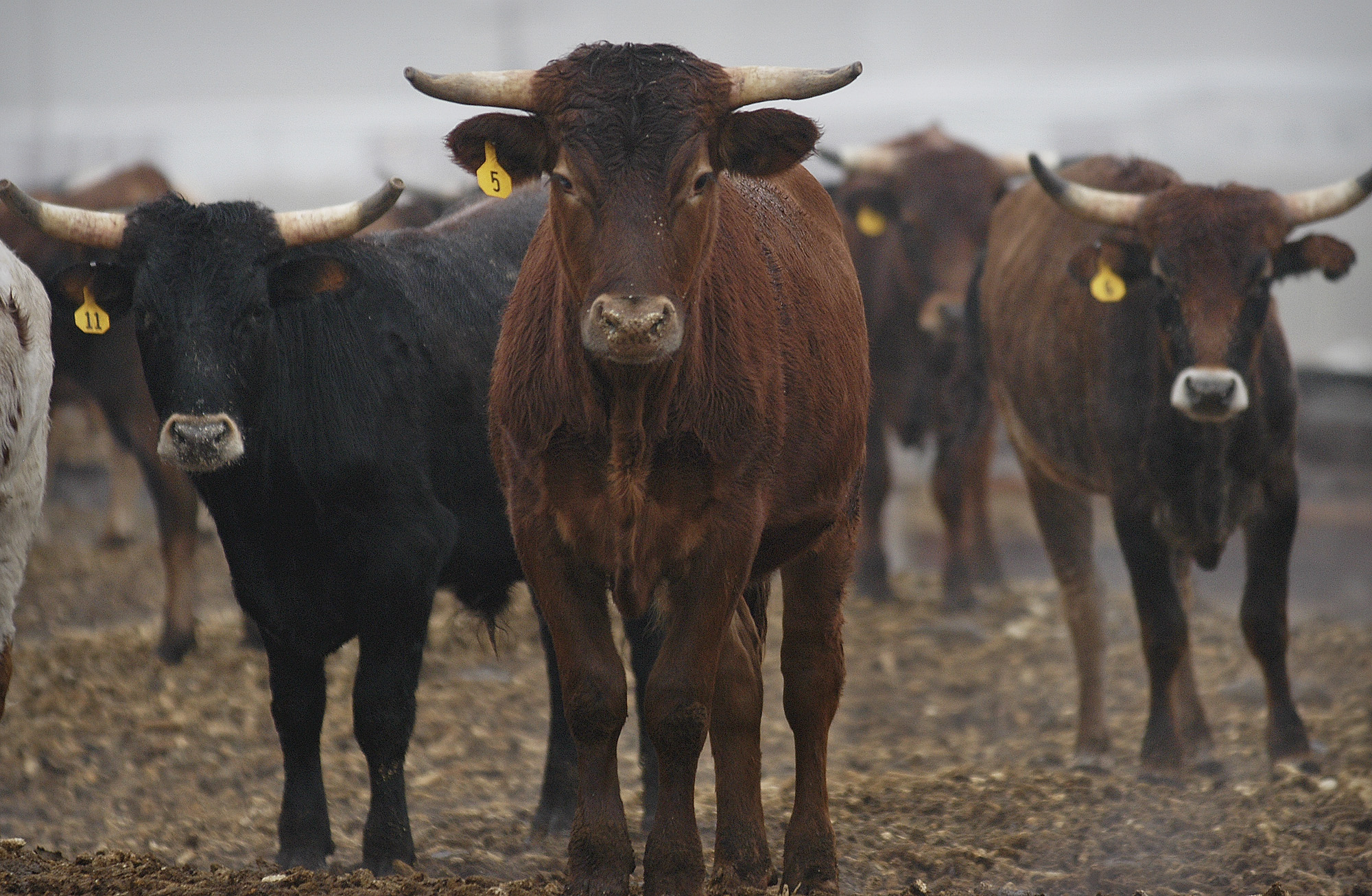 As beef prices rise, cattle herds go missing in Idaho
