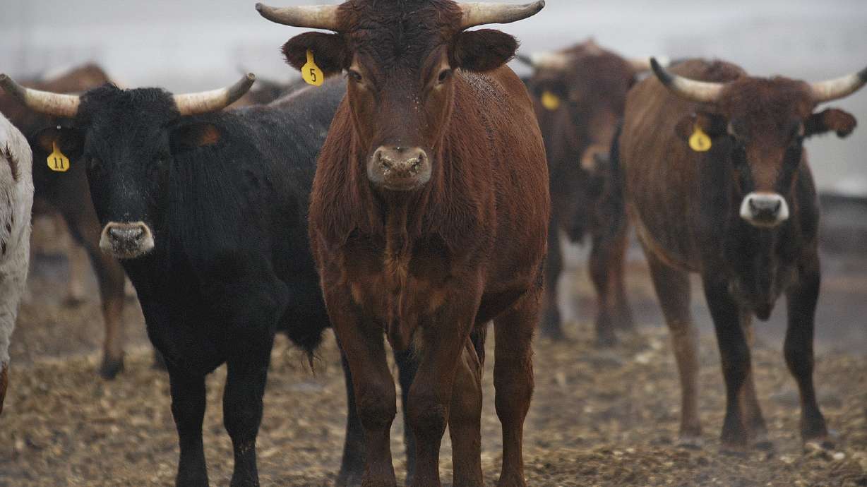 As beef prices rise, cattle herds go missing in Idaho