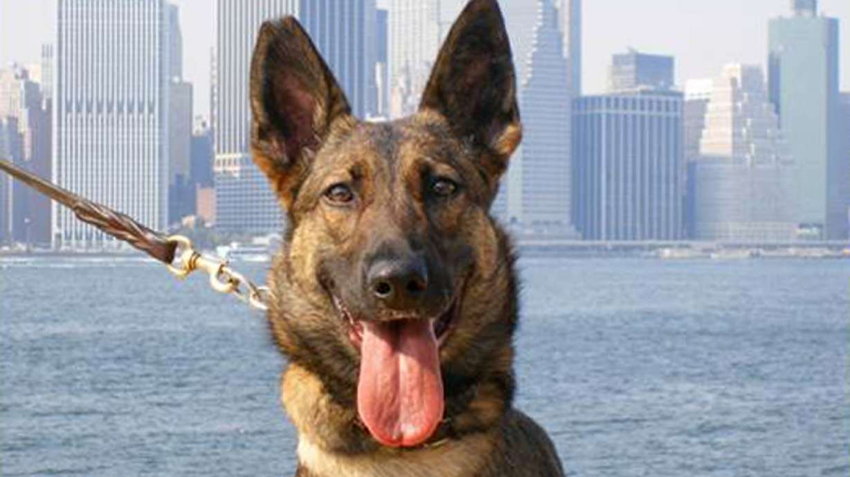 Officials: Woman had cocaine in custard packages