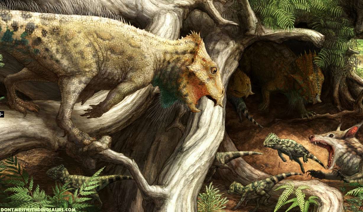 Artist rendering of the Aquilops americanus (Photo: Courtesy of artist Brian Engh, http://dontmesswithdinosaurs.com)