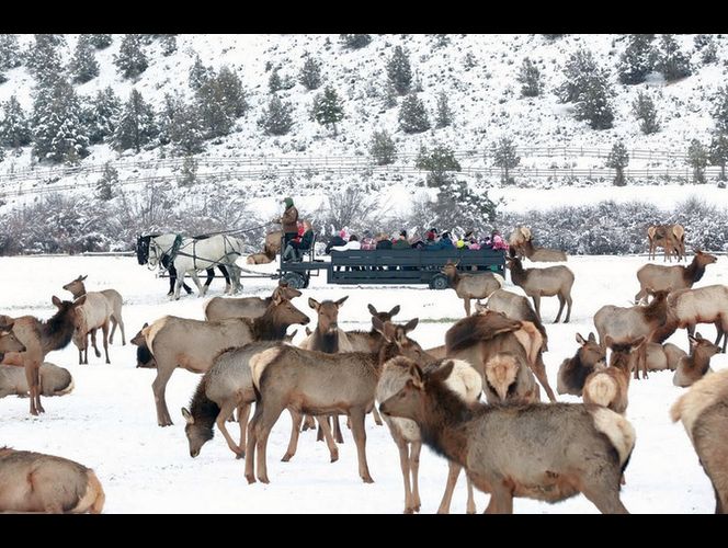 Realice un paseo en trineo con su familia y vea alces salvajes en Festival este fin de semana