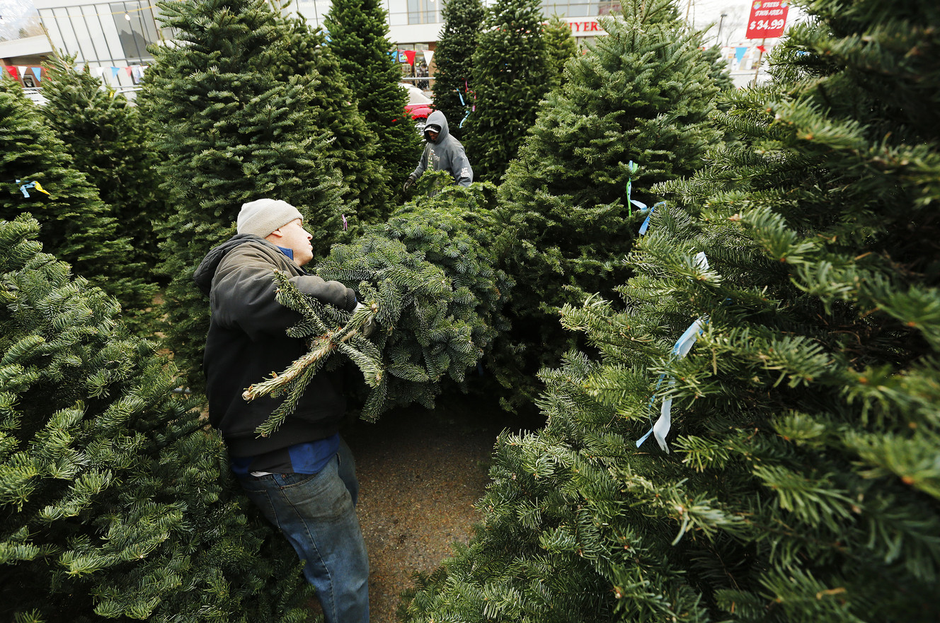 Dustin Edelman and Antonio Roman organize Christmas trees at J & T Trees in Midvale Tuesday, Dec. 2, 2014. (Photo: Jeffrey D. Allred, Deseret News)