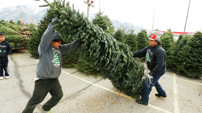 Miles aún optan por árboles de Navidad reales por su aroma o por tradición 