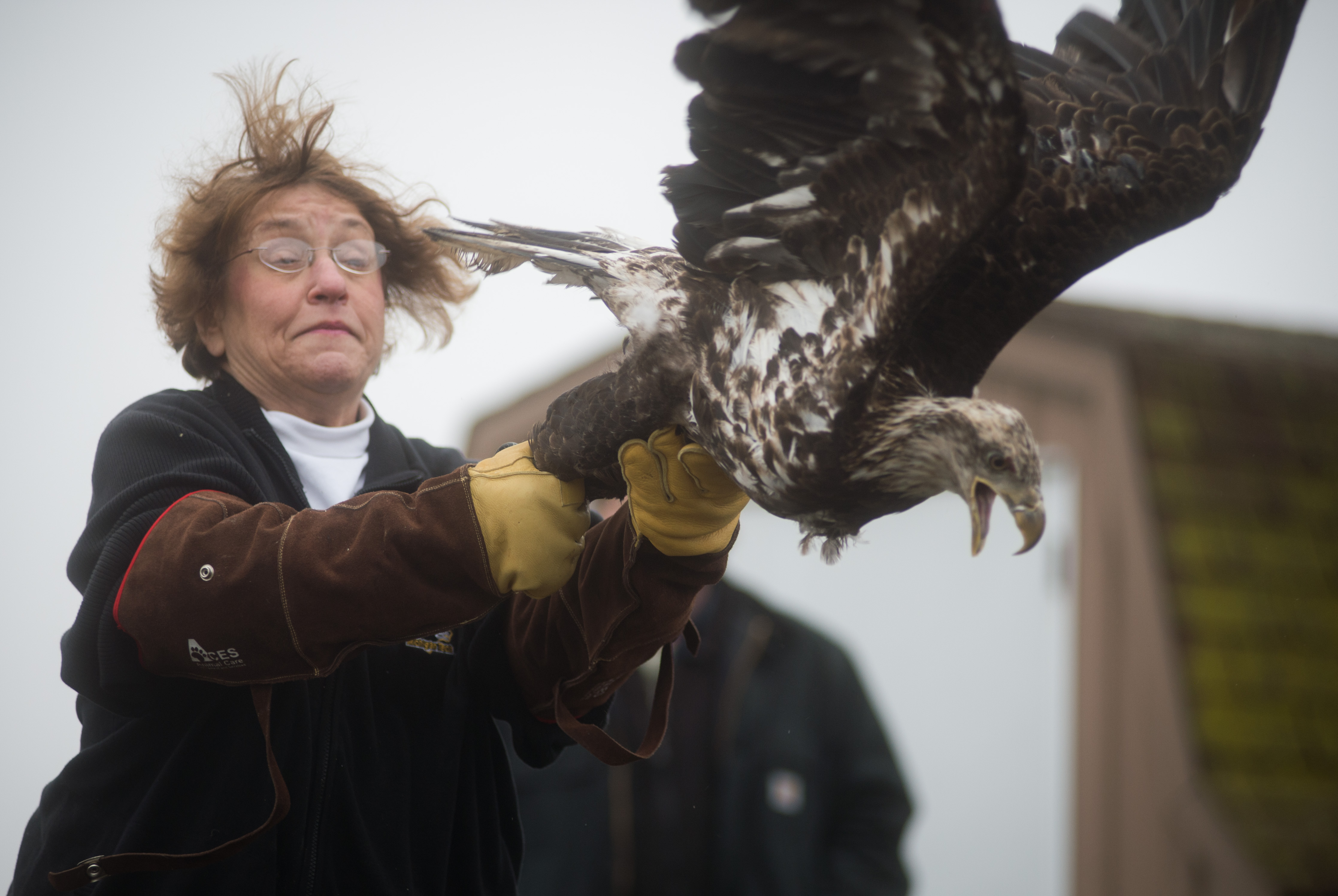 Officials release 3 eagles at Michigan power plant