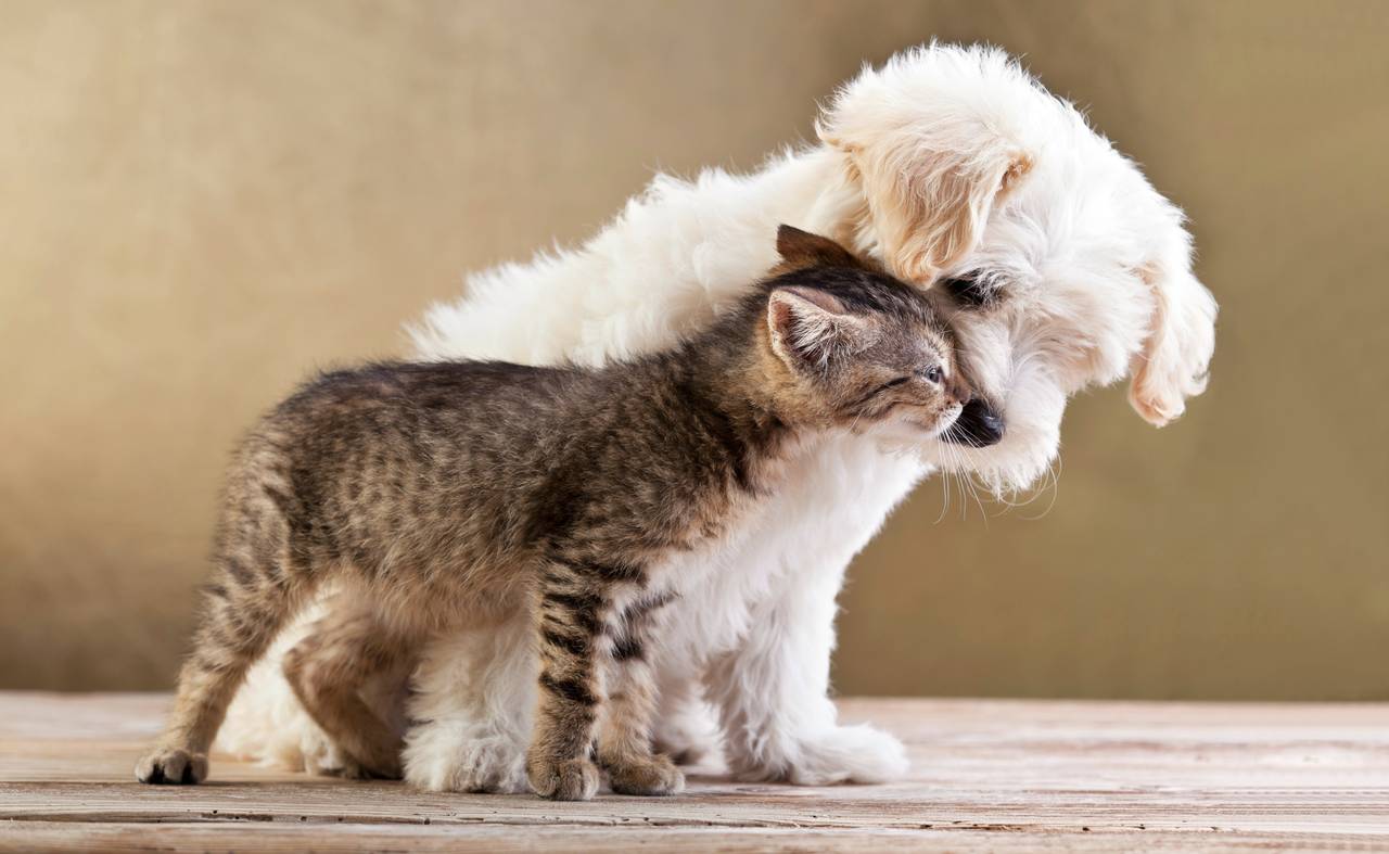 El Papa dice que seremos capaces de ver a nuestras mascotas en el cielo, estremeciendo a millones 