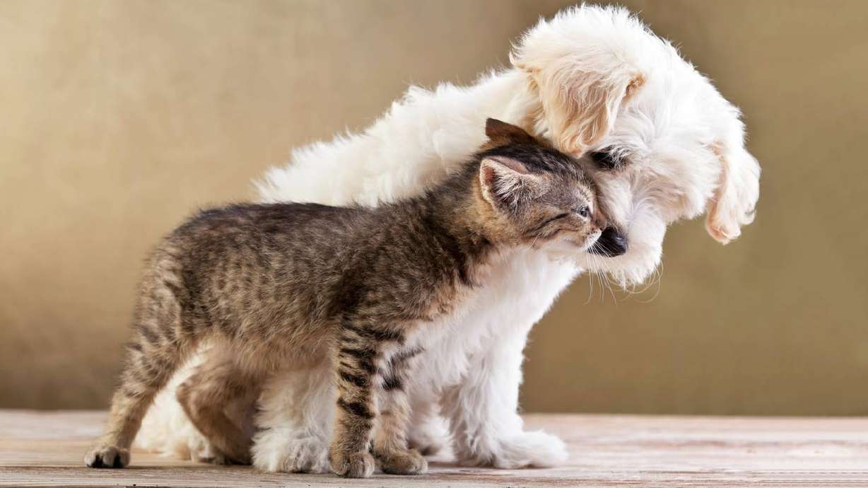 El Papa dice que seremos capaces de ver a nuestras mascotas en el cielo, estremeciendo a millones