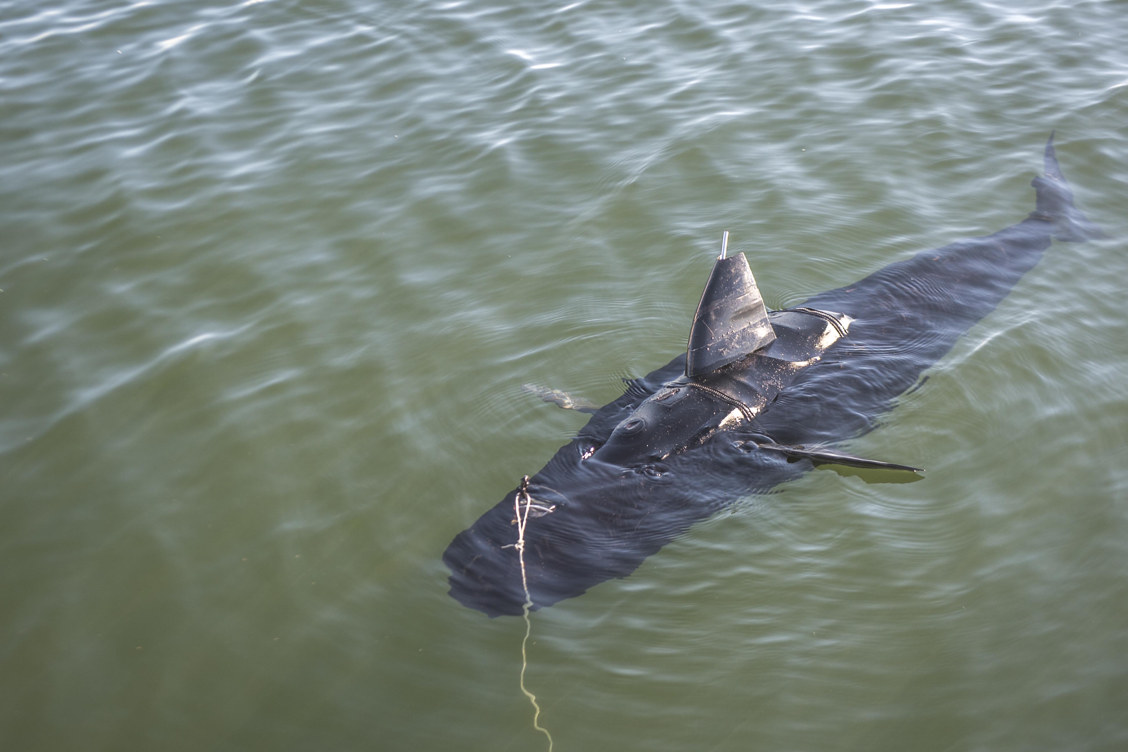 Robot &lsquo;shark&rsquo; swims, gathers data for Navy