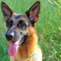 Doctors urge caution for Utahns and pets as record heat lingers