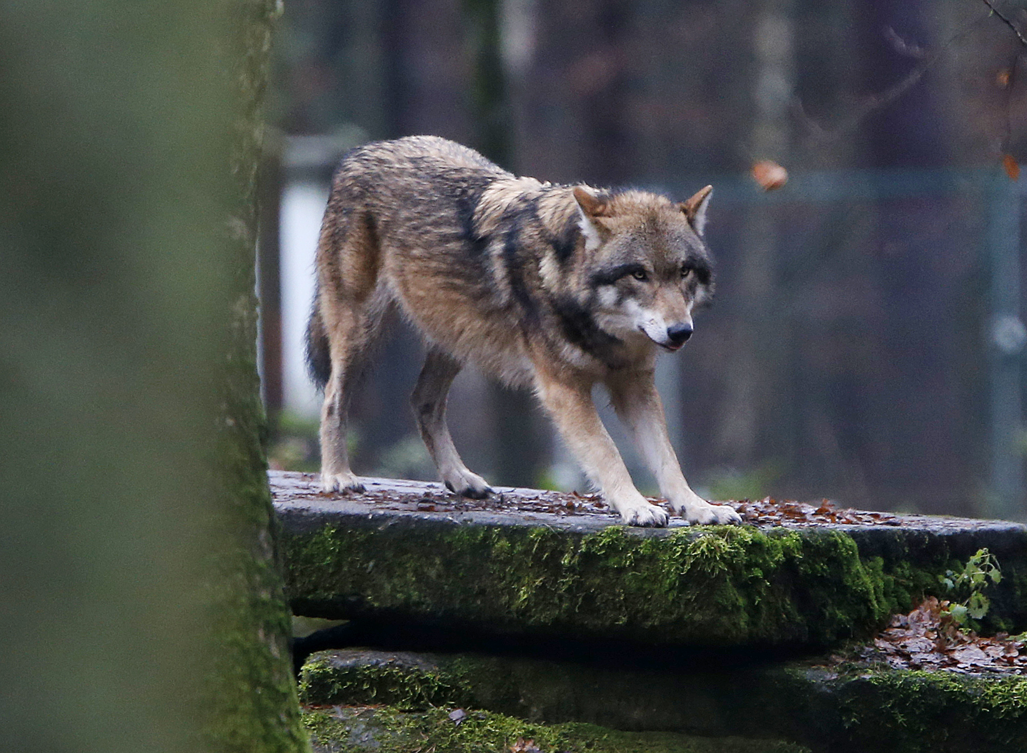 Study: large carnivores gaining ground in Europe