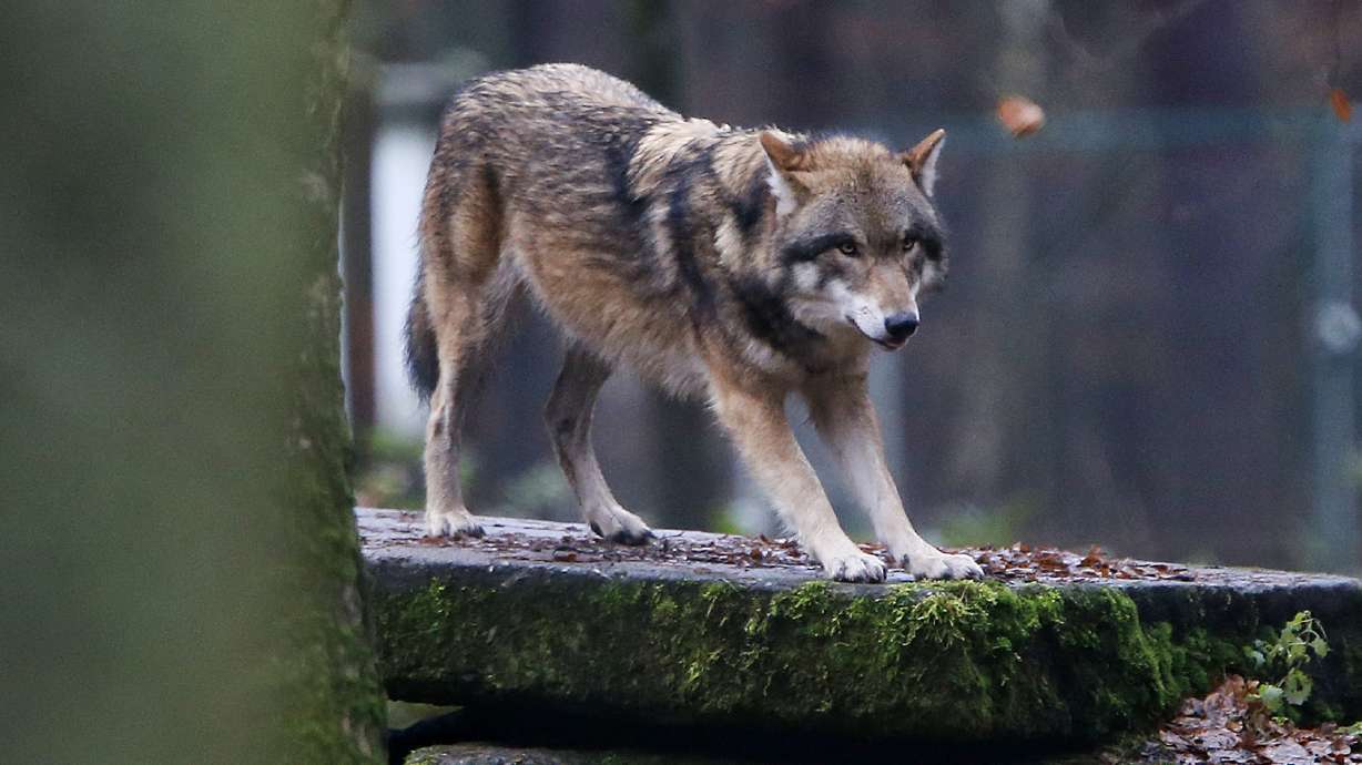 Study: large carnivores gaining ground in Europe