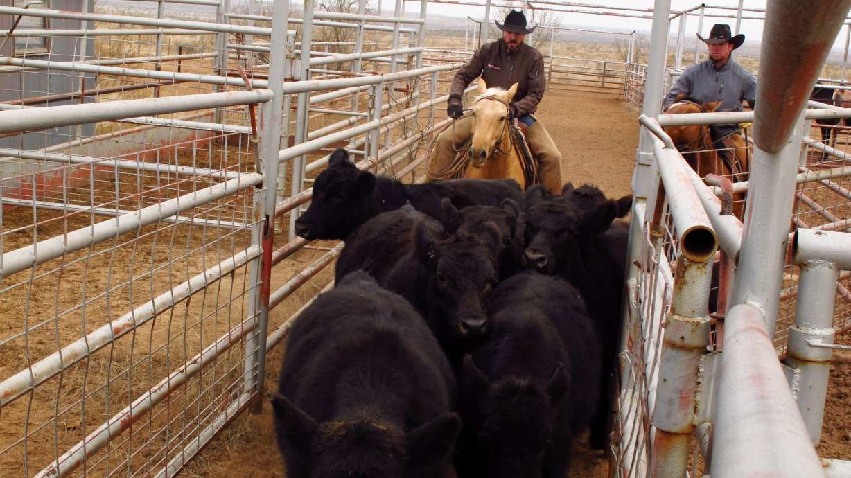 Texas ranchers seeking alternative incomes