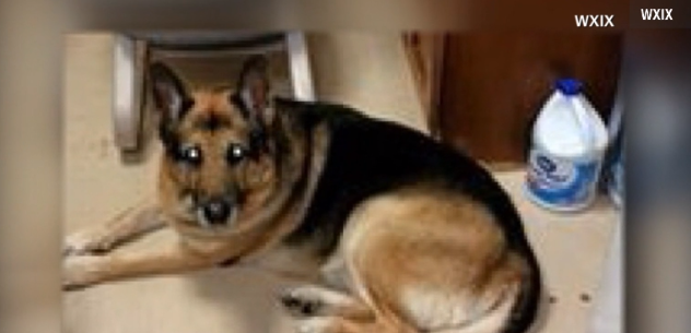 Dog may be killed under late owner's will