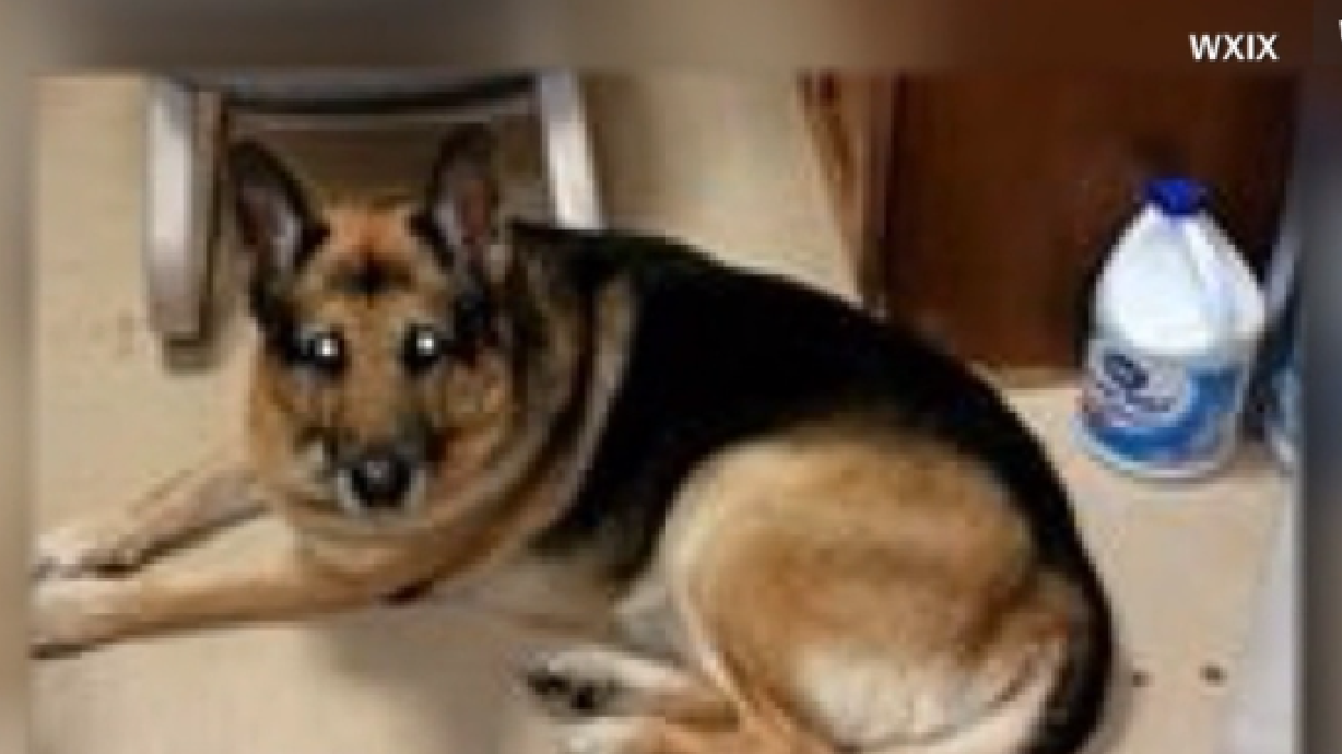 Dog moves to Utah instead of being euthanized, buried with owner