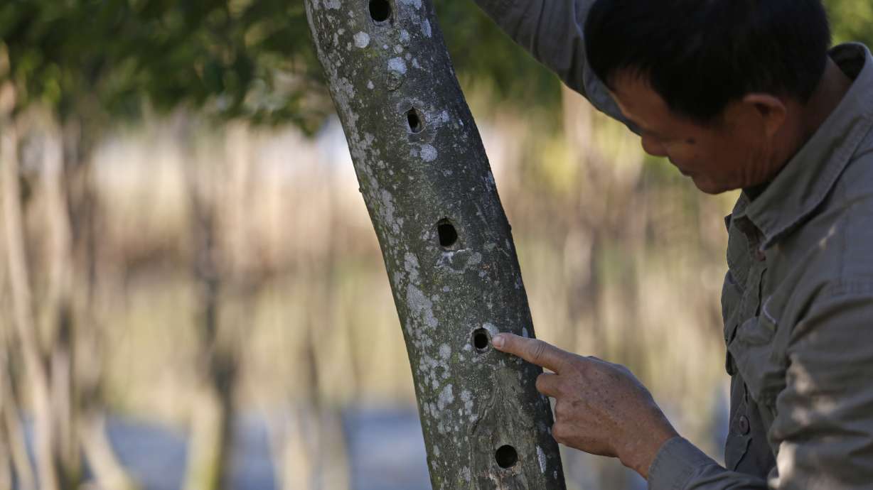 Incense trees flourish again in Hong Kong