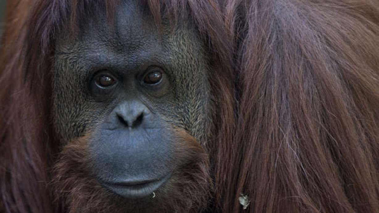 Una orangután hembra es sujeta de derechos y podría ser liberada