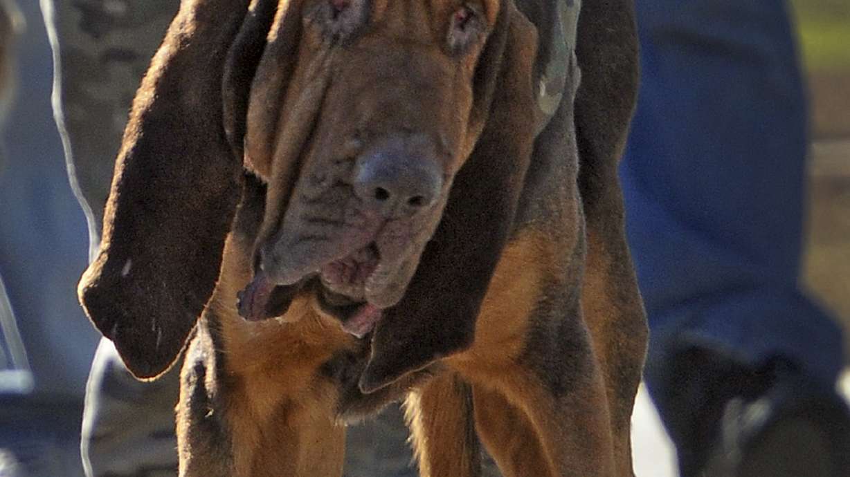 Body of autistic boy, 4, found in South Carolina pond