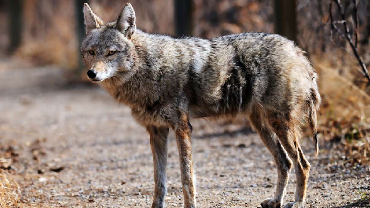 Coyote hunting contest stirs opposition in Nevada