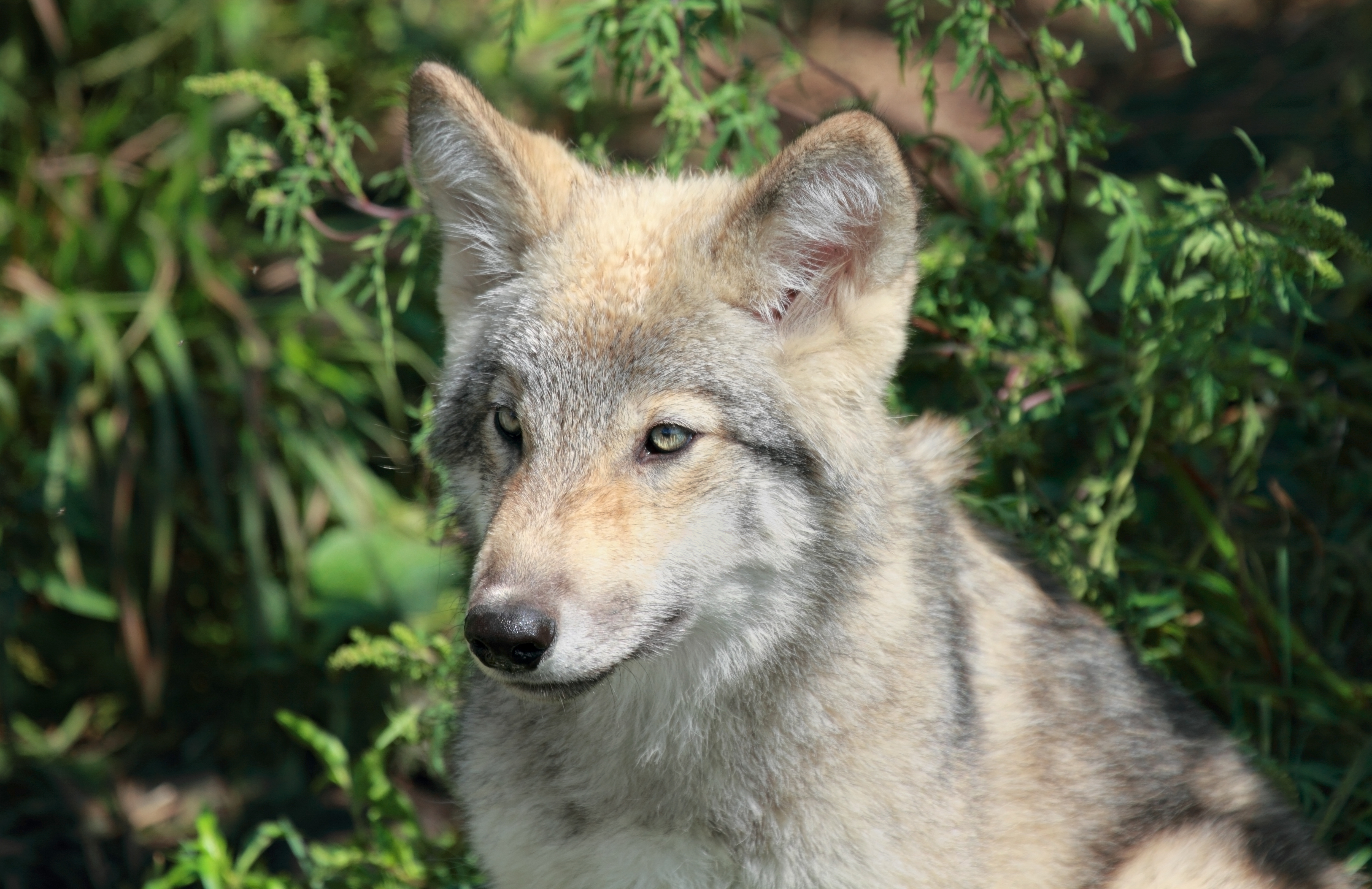 Utah hunter who killed gray wolf won't be charged