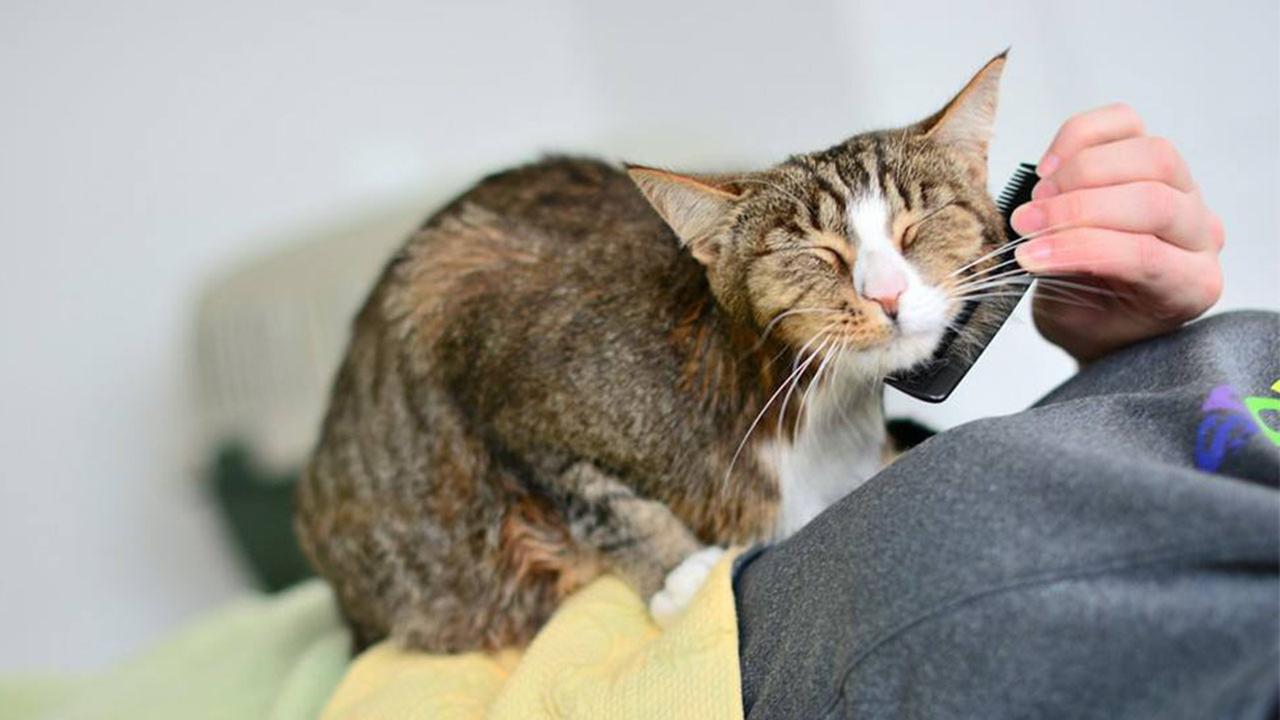 Cat accidentally sold with mattress back home