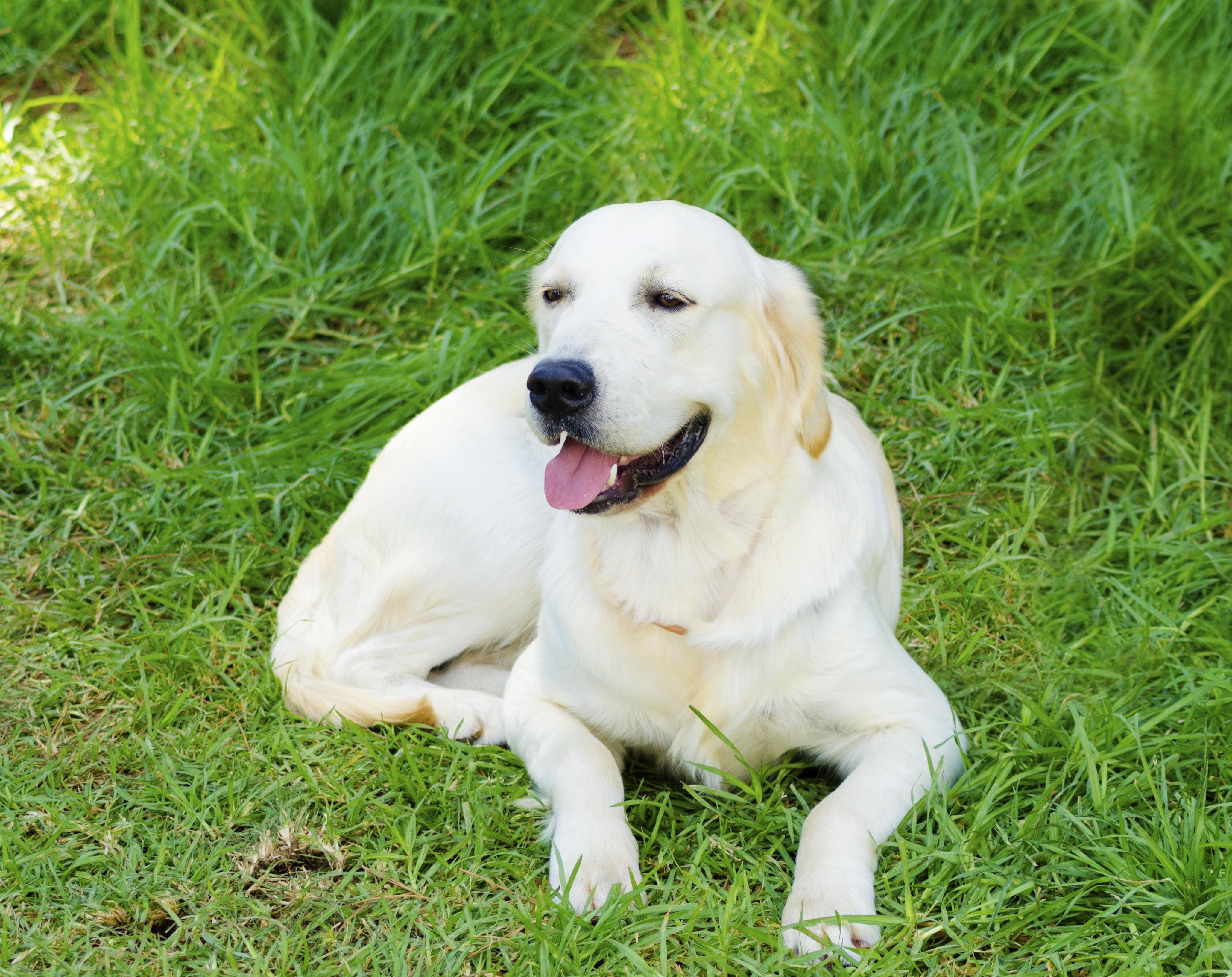 Studying blind dogs could help fight human blindness