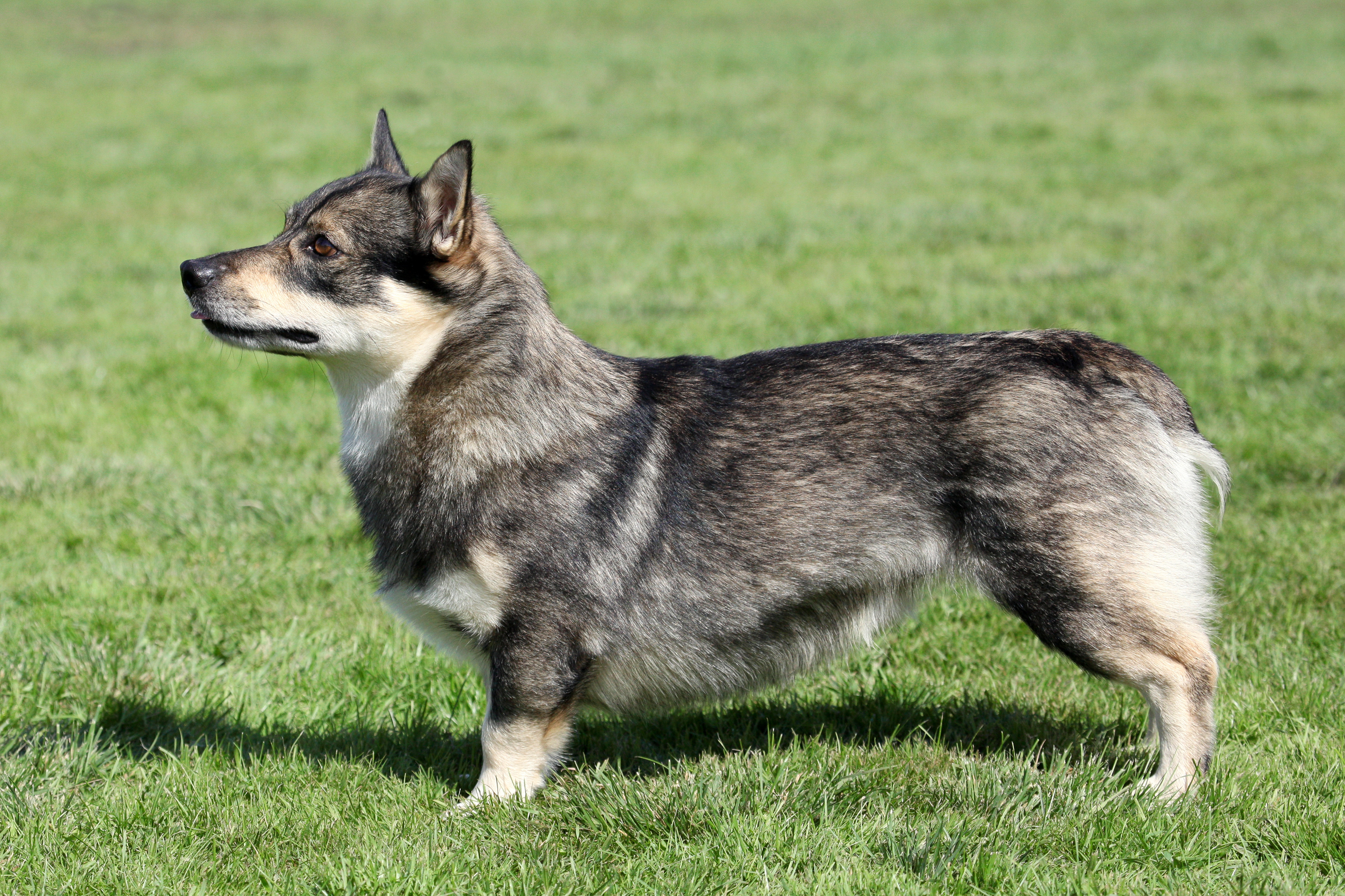Swedish Vallhunds were studied at Michigan State University to determine why a strange retinal disease was causing them to go blind. (Photo: Shutterstock)