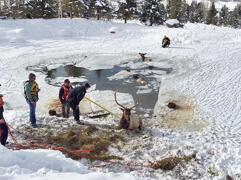 Responders pull 2 elk from frigid Colorado pond