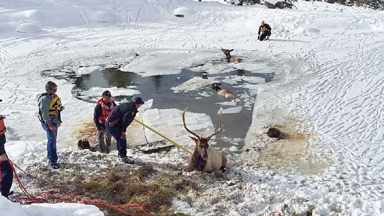 Responders pull 2 elk from frigid Colorado pond