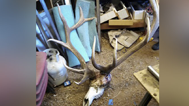 2 brothers plead guilty in connection with elk poaching