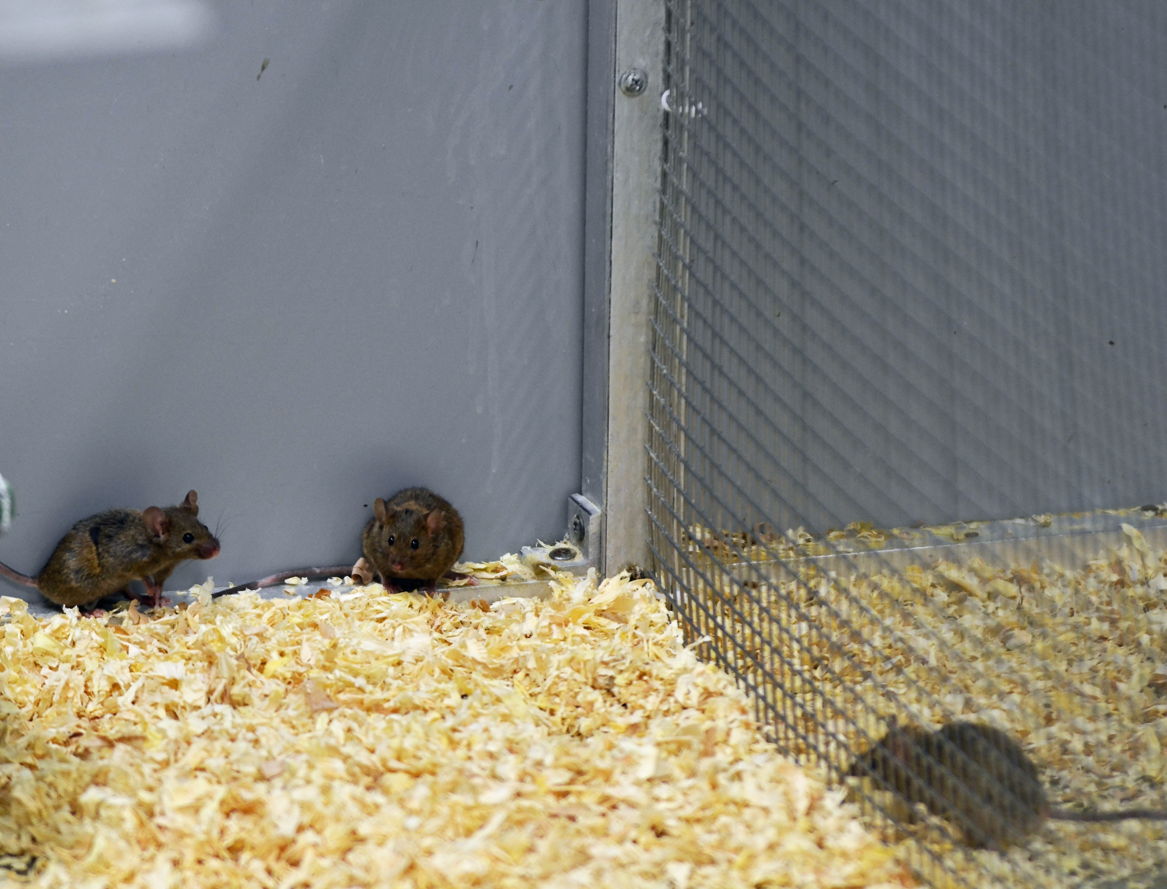 Study: fructose more harmful than table sugar in female mice